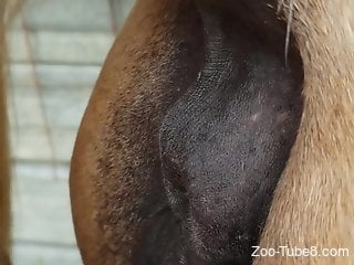 Delicious mare pussy was begging for his penis