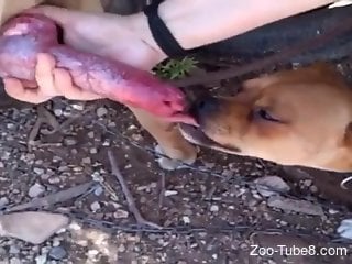 Seemingly geeky lady feeds hot cock to a dog