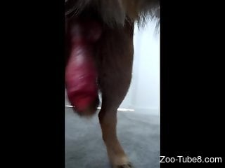 Compilation of hardcore closeup humping with sexy dogs