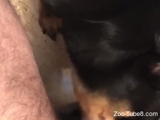Man roughly fucks his dog then lets it lick his sperm