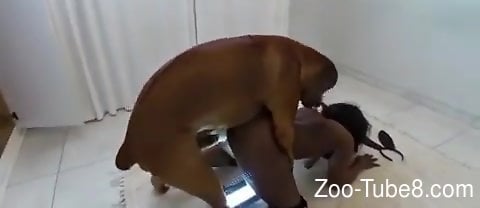 Ebony Fuck Dog