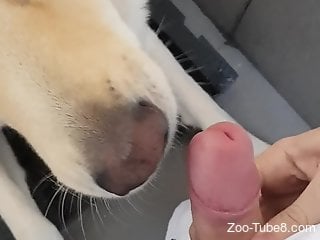 Sexy animal licking all over that dong in POV