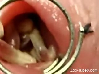 Man inserts worms into his cock while masturbating on cam
