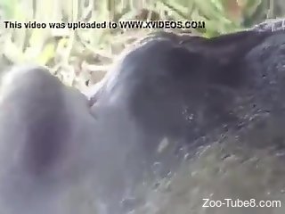 Outdoor animal fuck scene that proves that beasts are so hot