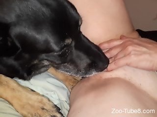 Dog licks woman's wet cunt before hubby bangs her