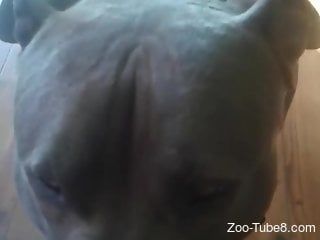 Dog showing its lust in a POV oral porn movie