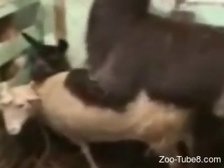 Passionate humping session with zoophiles fucking
