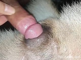 Hot and hairy cock is fucking that tight pussy