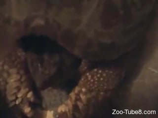 Dude fucks a turtle's mouth in a POV sexy movie