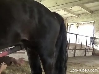 Hottie shows flexibility while fucking horse