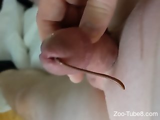 Aroused man inserts living worms in his dick