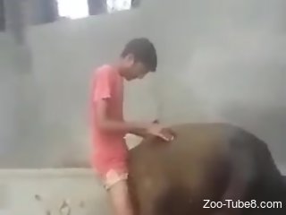 Amateur male filmed trying to deep fuck a cow at the farm