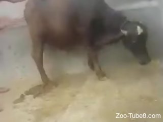 Amateur male filmed trying to deep fuck a cow at the farm