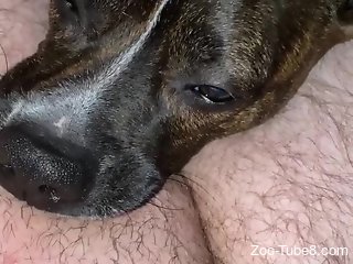 Dog licks owner's cock during his jerk off session