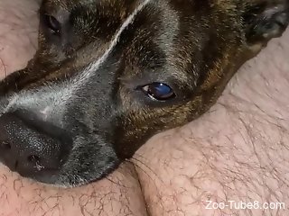 Dog licks owner's cock during his jerk off session