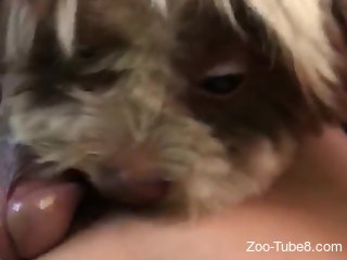 Aroused man lets his little furry dog lick and sniff his cock