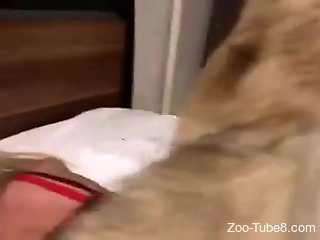 Aroused blonde slut tries sex with her dog while on cam