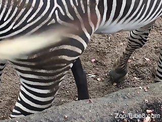 Man gets aroused by watching a male Zebra's cock at the zoo