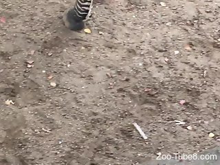 Man gets aroused by watching a male Zebra's cock at the zoo