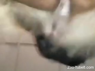 horny woman enjoys furry dog's cock in sensual home perversions