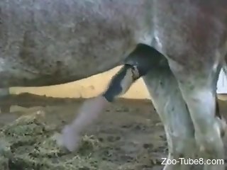 Man admires horse's huge penis and craves sex with it