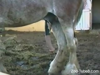 Man admires horse's huge penis and craves sex with it