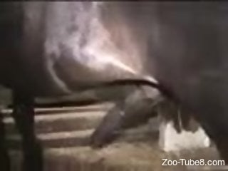 Big ass mature tries hard sex with a horse in loud XXX