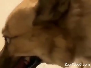 Cam slut tries her dog for a little hardcore fuck on cam