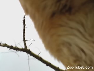 Horny man fucks furry animal and receives the same treatment