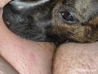 Dog eats man's cock during her homemade solo play