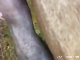 Aroused woman grabs the horse's cock for surreal zoo porn