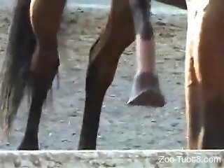 Man craves the horse's cock while admiring it