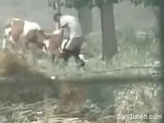 Amateur man fucks cows out in the field while being filmed