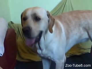 Fine blonde allows dog to lick her muff and ass