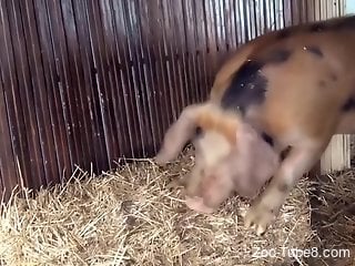 Fine woman guides pig's whole penis in her succulent cunt